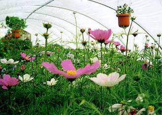 garden accessories, garden shop, garden shrubs, native perennials, garden, living wreaths, hanging baskets, perennials, specialty plants, wreaths, accessories, hanging, baskets, living, native, shop, dried flowers, annuals, specialty, plants, topiaries, spring, greenhouseAutumn - In the fall, we feature pumpkins, squash, gourds, decorative corn, grasses, bittersweet and hops. Our beautiful chrysanthemum plants, ready September 1, will add a festive autumn touch to your garden. The design shop features dried arrangements in rich fall colors.