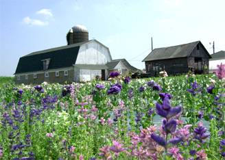 garden supplies, garden accessories, garden, fresh bouquet, fresh, dried flowers, flowers, supplies, accessories, bouquet, summer, perennials, fields, summertime, overflowing, blooming, gather, stroll, gardens, throughout, dried, arrangementsAutumn - In the fall, we feature pumpkins, squash, gourds, decorative corn, grasses, bittersweet and hops. Our beautiful chrysanthemum plants, ready September 1, will add a festive autumn touch to your garden. The design shop features dried arrangements in rich fall colors.