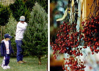 christmas trees, fresh-cut, locally grown, fraser fir, fresh wreaths, fresh, celebrate christmas, christmas, grown, cut, celebrate, locally, trees, fraser, fir, design shop, dried flowers, wreaths, garden, winter, balsam, pine, decorate, holidays, arrangementsAutumn - In the fall, we feature pumpkins, squash, gourds, decorative corn, grasses, bittersweet and hops. Our beautiful chrysanthemum plants, ready September 1, will add a festive autumn touch to your garden. The design shop features dried arrangements in rich fall colors.