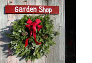 christmas trees, fresh-cut, locally grown, fraser fir, fresh wreaths, fresh, celebrate christmas, christmas, grown, cut, celebrate, locally, trees, fraser, fir, design shop, dried flowers, wreaths, garden, winter, balsam, pine, decorate, holidays, arrangements